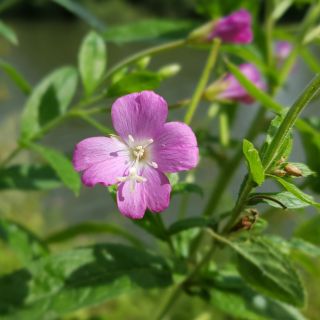 Estratto di foglie di Epilobium parviflorum