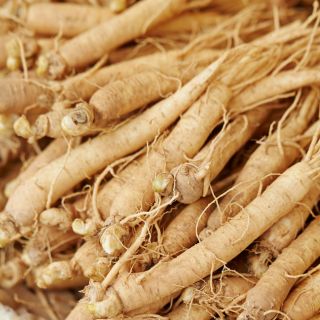 Estratto di radice di ginseng